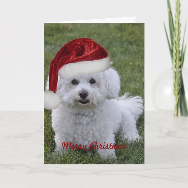 Bichon Merry Christmas Feiertagskarte (Vorderseite)