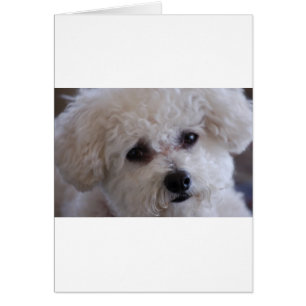 Bichon nah