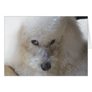 Bichon, schuldig - Anmerkungs-Karte