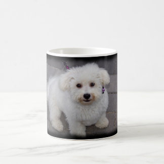 bichon Tasse