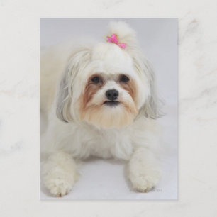 Bichonfrise mit rosa Schleife im Haar Postkarte