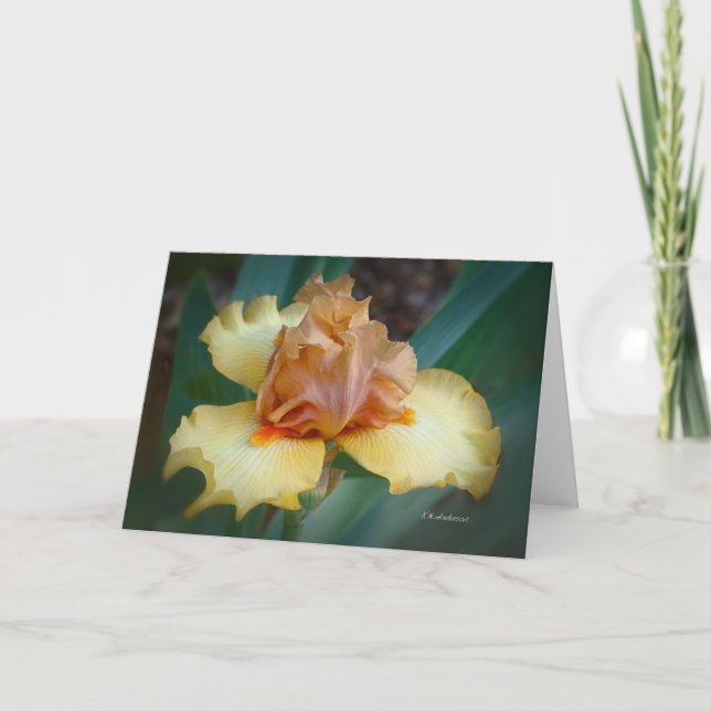 Bicolor Iris (Tan & Gelb) Karte (Vorderseite)