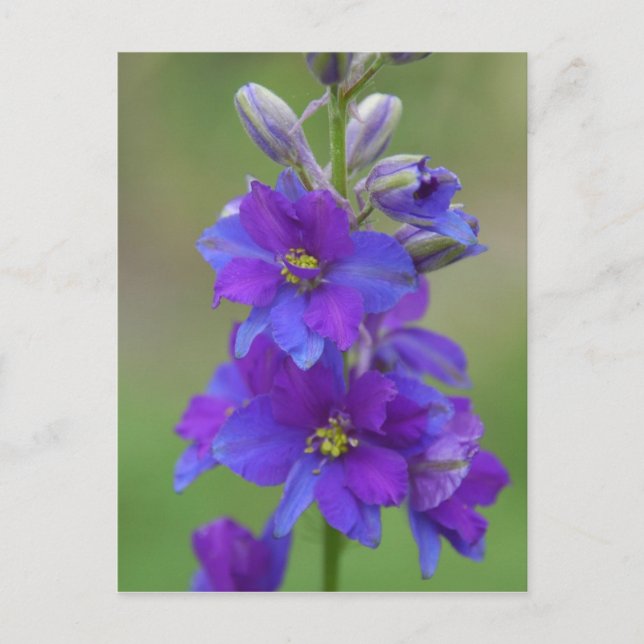 Bicolor Larkspur Postkarte (Vorderseite)