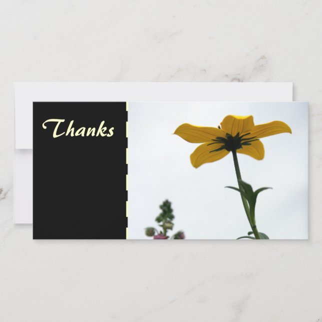Bidens Jaunes Merci de la photographie florale C P (Devant)