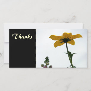 Bidens Jaunes Merci de la photographie florale C P