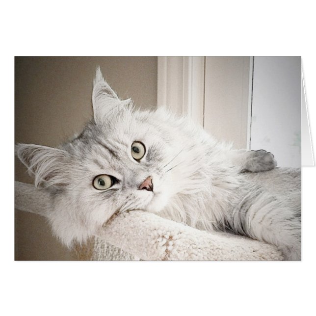 Bien, carte de MEOW (Devant horizontal)