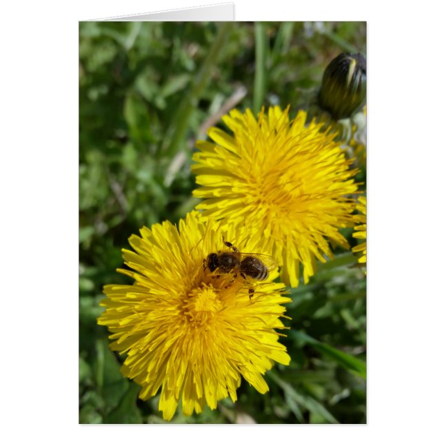 Biene am Arbeitsplatz (Vorne)