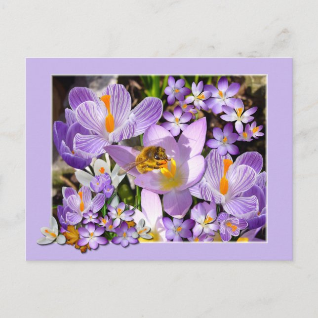 Biene Ansammlung Nectar von Crocus Blume Postkarte (Vorderseite)