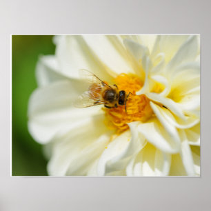 Biene auf Blume Poster