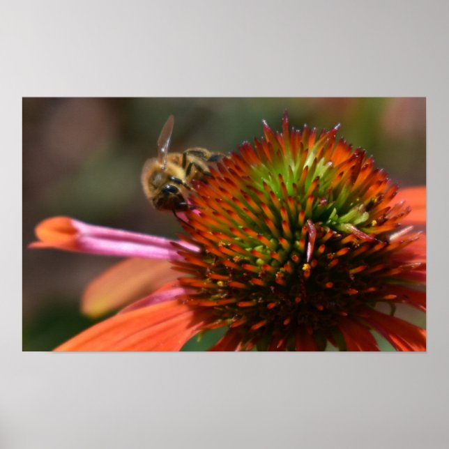 Biene auf Blume Poster (Vorne)