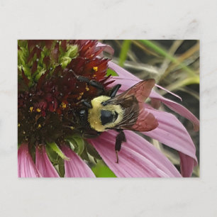 Biene auf Blume Postkarte