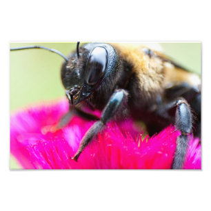 Biene auf Celosia, Ohio Fotodruck