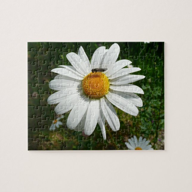 Biene auf Daisy Alaskan Summer Nature Foto (Horizontal)