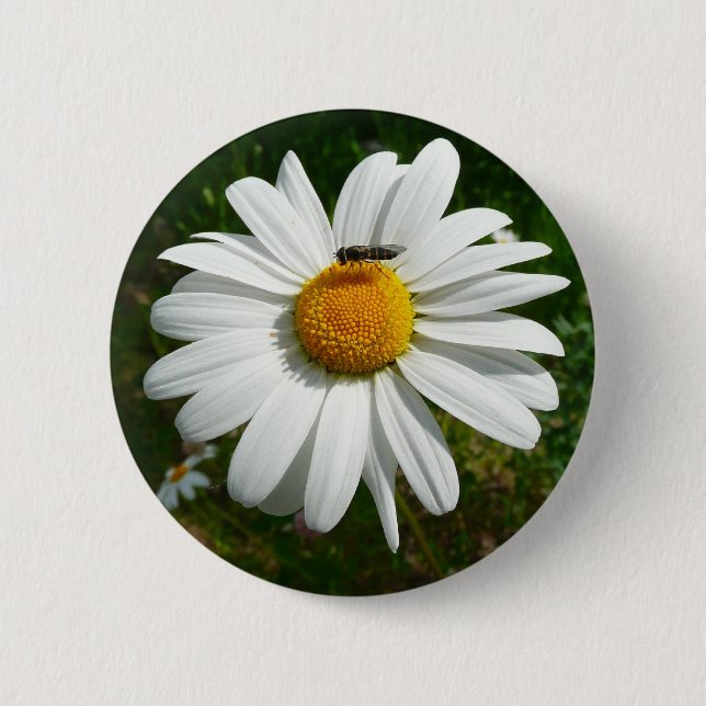 Biene auf Daisy Alaskan Summer Nature Foto Button (Vorderseite)