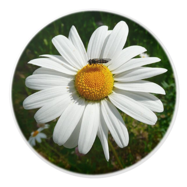 Biene auf Daisy Alaskan Summer Nature Foto Keramikknauf (Vorderseite)