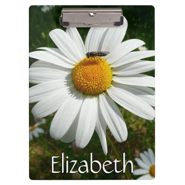 Biene auf Daisy Alaskan Summer Nature Foto Klemmbrett (Vorderseite)