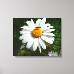 Biene auf Daisy Alaskan Summer Nature Foto Leinwanddruck