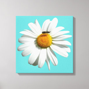 Biene auf Daisy Alaskan Summer Nature Foto Leinwanddruck