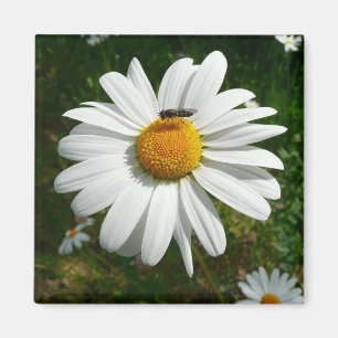Biene auf Daisy Alaskan Summer Nature Foto Magnet