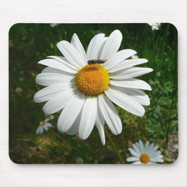 Biene auf Daisy Alaskan Summer Nature Foto Mousepad (Vorne)