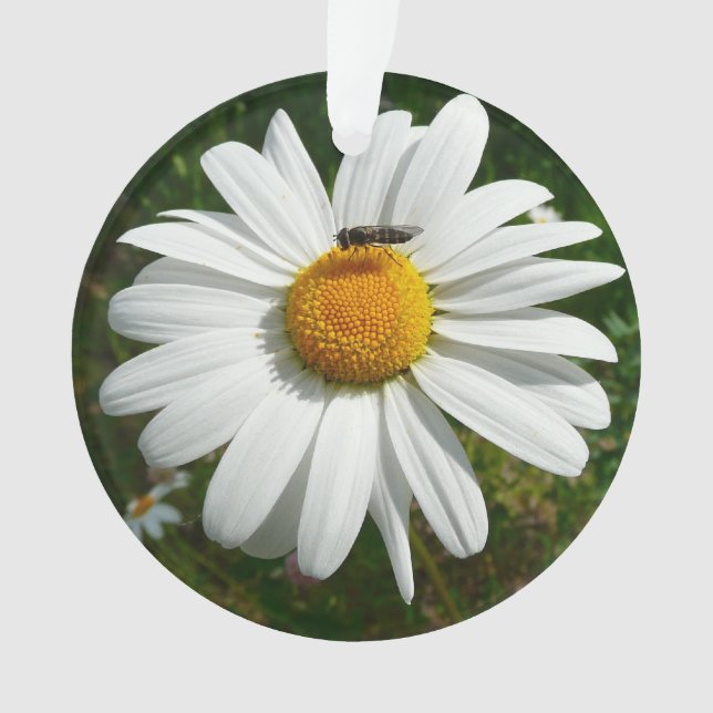 Biene auf Daisy Alaskan Summer Nature Foto Ornament (Vorderseite)
