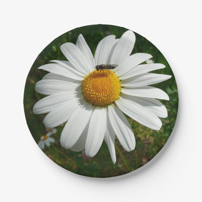 Biene auf Daisy Alaskan Summer Nature Foto Pappteller (Vorderseite)