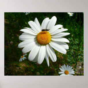 Biene auf Daisy Alaskan Summer Nature Foto Poster