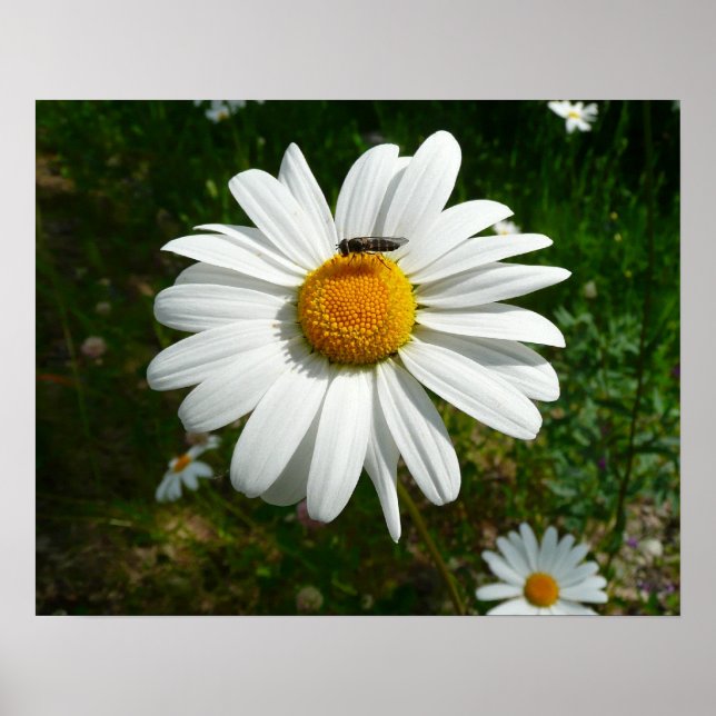 Biene auf Daisy Alaskan Summer Nature Foto Poster (Vorne)