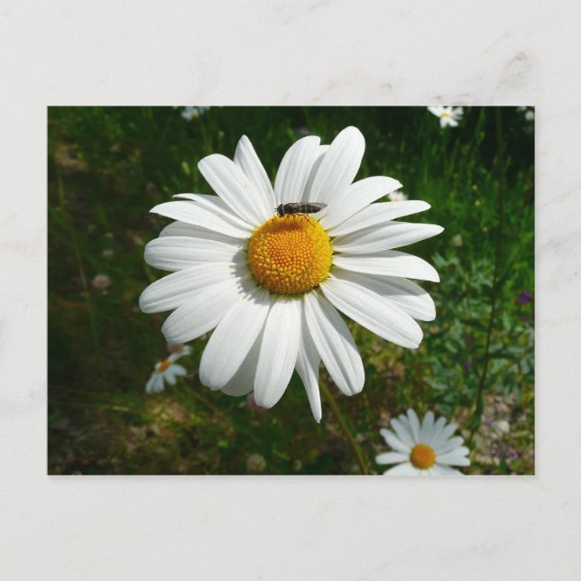 Biene auf Daisy Alaskan Summer Nature Foto Postkarte (Vorderseite)