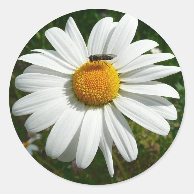 Biene auf Daisy Alaskan Summer Nature Foto Runder Aufkleber (Vorderseite)