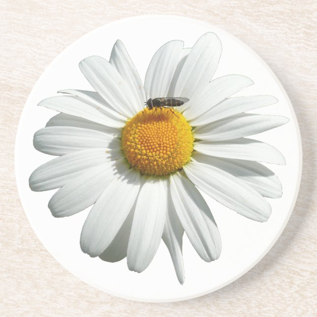 Biene auf Daisy Alaskan Summer Nature Foto Sandstein Untersetzer (Vorne)