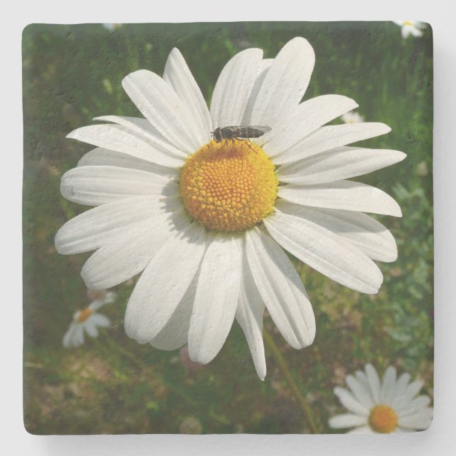 Biene auf Daisy Alaskan Summer Nature Foto Steinuntersetzer (Vorderseite)