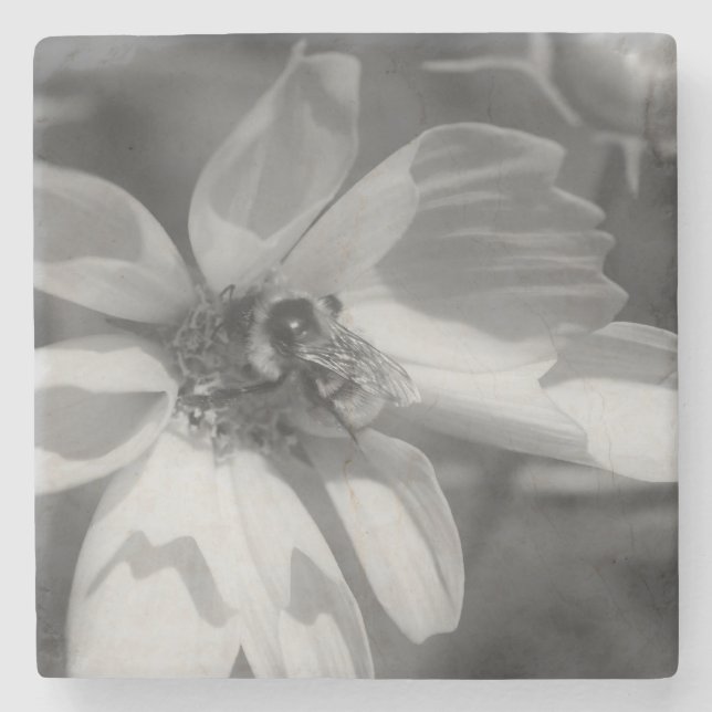 Biene auf der Blume Kosmos in Schwarz und Weiß Steinuntersetzer (Vorderseite)