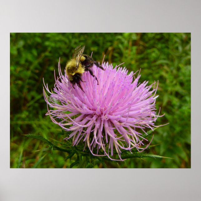 Biene auf der Blume Thistle Nature Poster (Vorne)