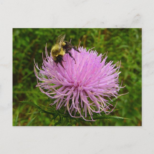 Biene auf der Blume Thistle Nature Postkarte (Vorderseite)