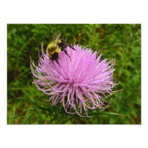 Biene auf Distelblüten-Natur Fotodruck