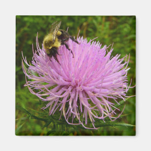 Biene auf Distelblüten Natur Magnet