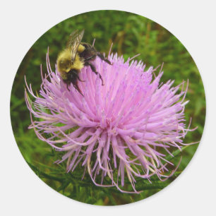 Biene auf Distelblüten-Natur Runder Aufkleber