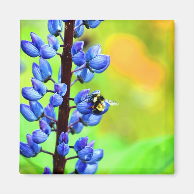 Biene auf einem Lupin-Foto Magnet (Vorne)
