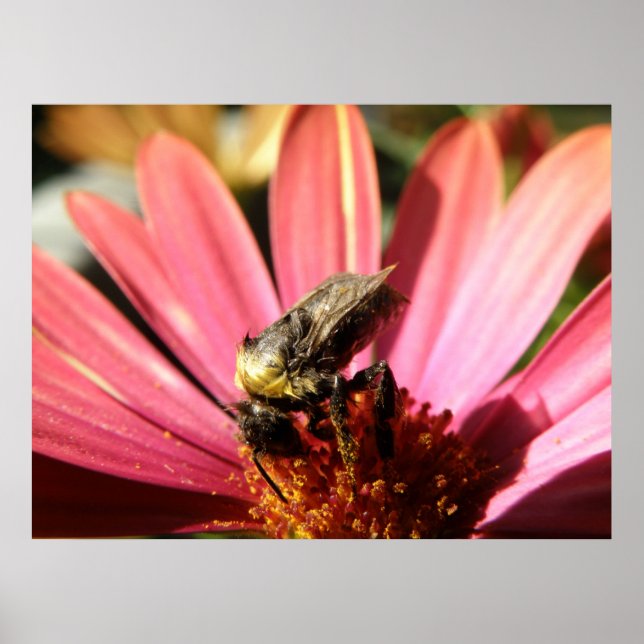 Biene auf einem Regen Daisy Poster (Vorne)