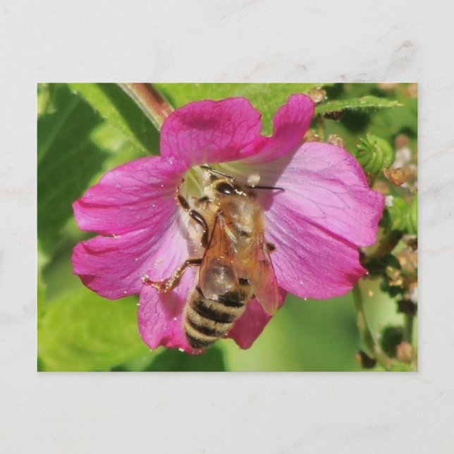 Biene auf einem Wildblume-Foto Postkarte (Vorderseite)