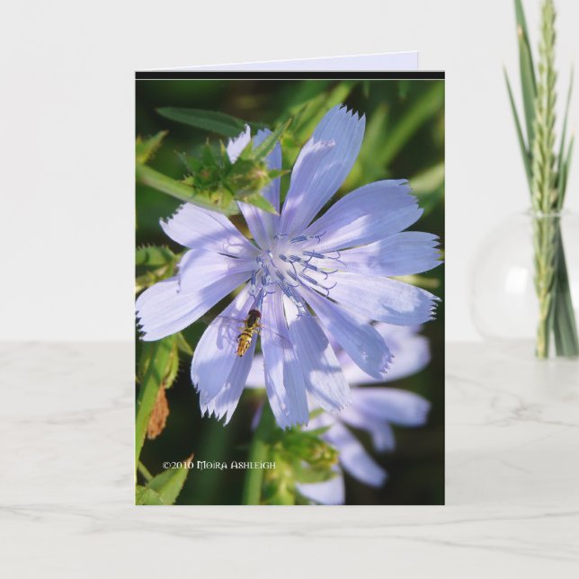 Biene auf einem Wildschwein Karte (Vorderseite)