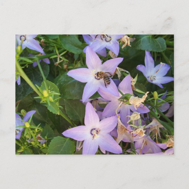 Biene auf einer Blume Postkarte (Vorderseite)