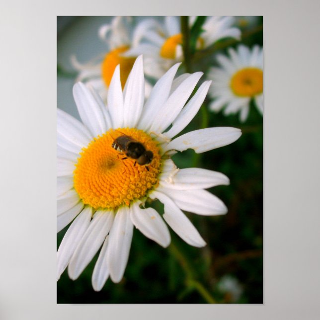 Biene auf einer Daisy Poster (Vorne)