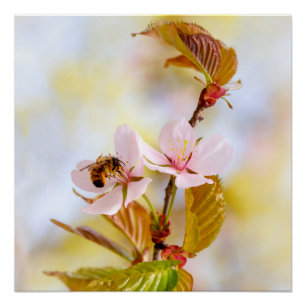 Biene auf einer Kirschblüte Poster