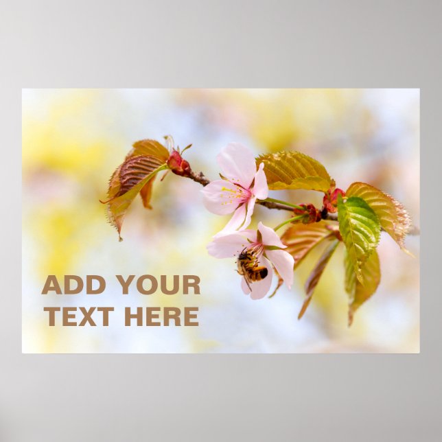 Biene auf einer Kirsche-Blume Poster (Vorne)
