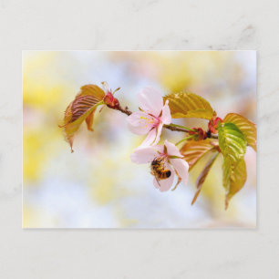 Biene auf einer Kirsche-Blume Postkarte