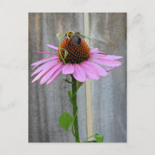 Biene auf einer Lila Blume Postkarte