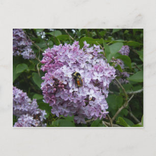 Biene auf einer Lilac-Postkarte Postkarte