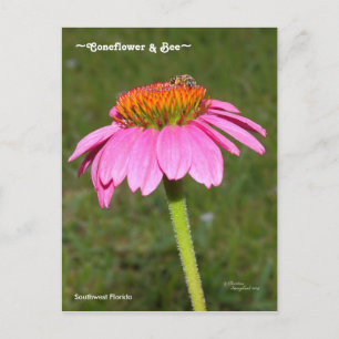 Biene auf einer rosa Blütenkarte Postkarte